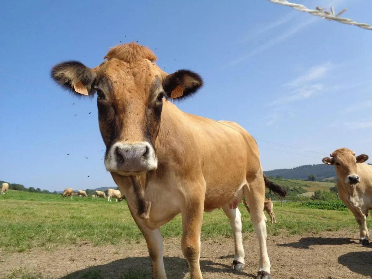 Charmant Gite A La Ferme Avec Terrasse, Proche Loire, Allier, Puy De Dome, Animaux Bienvenus - Fr-1-496-235 Saint-Marcel-d'Urfe Holiday home